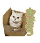 samba スタンプ（個別スタンプ：9）
