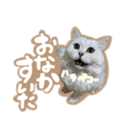 samba スタンプ（個別スタンプ：10）