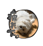 samba スタンプ（個別スタンプ：11）
