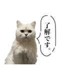 samba スタンプ（個別スタンプ：13）