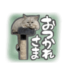 samba スタンプ（個別スタンプ：16）
