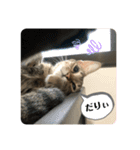 ねこのclaudia2（個別スタンプ：1）