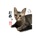 ねこのclaudia2（個別スタンプ：7）