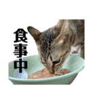 ねこのclaudia2（個別スタンプ：9）
