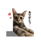 ねこのclaudia2（個別スタンプ：12）