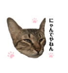ねこのclaudia2（個別スタンプ：13）