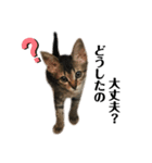 ねこのclaudia2（個別スタンプ：15）