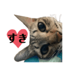 ねこのclaudia2（個別スタンプ：16）