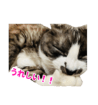 ゆる猫きなこ（個別スタンプ：1）