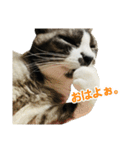 ゆる猫きなこ（個別スタンプ：2）