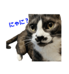 ゆる猫きなこ（個別スタンプ：4）