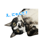 ゆる猫きなこ（個別スタンプ：5）