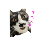 ゆる猫きなこ（個別スタンプ：6）