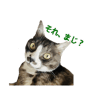 ゆる猫きなこ（個別スタンプ：8）