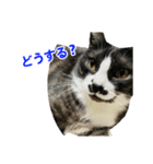 ゆる猫きなこ（個別スタンプ：9）