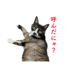 ゆる猫きなこ（個別スタンプ：10）