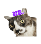 ゆる猫きなこ（個別スタンプ：11）