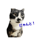 ゆる猫きなこ（個別スタンプ：12）