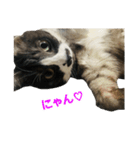 ゆる猫きなこ（個別スタンプ：13）