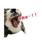 ゆる猫きなこ（個別スタンプ：14）