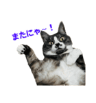 ゆる猫きなこ（個別スタンプ：16）