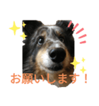 シェルティーるりまるのスタンプ（個別スタンプ：6）