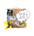 シェルティーるりまるのスタンプ（個別スタンプ：8）