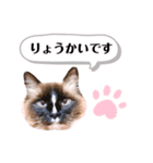ラグドールポポのスタンプ（個別スタンプ：3）