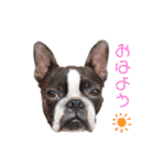 ボステリこてり（個別スタンプ：3）