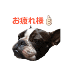 ボステリこてり（個別スタンプ：4）