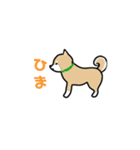 ゆるゆる柴犬たちの日常（個別スタンプ：16）