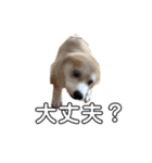 トラくん犬（個別スタンプ：1）