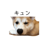 トラくん犬（個別スタンプ：2）