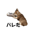 トラくん犬（個別スタンプ：3）