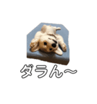 トラくん犬（個別スタンプ：5）