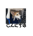 トラくん犬（個別スタンプ：8）