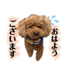 茶妃狗（個別スタンプ：1）