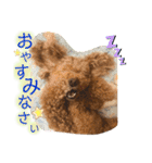 茶妃狗（個別スタンプ：2）