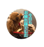 茶妃狗（個別スタンプ：5）