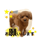 茶妃狗（個別スタンプ：8）