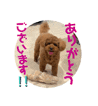 茶妃狗（個別スタンプ：10）