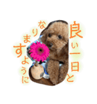 茶妃狗（個別スタンプ：15）