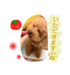茶妃狗（個別スタンプ：20）