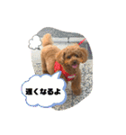 茶妃狗（個別スタンプ：22）