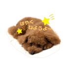 茶妃狗（個別スタンプ：23）
