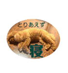 茶妃狗（個別スタンプ：28）