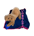 茶妃狗（個別スタンプ：29）