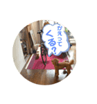 茶妃狗（個別スタンプ：30）