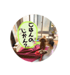 茶妃狗（個別スタンプ：31）