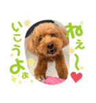 茶妃狗（個別スタンプ：34）